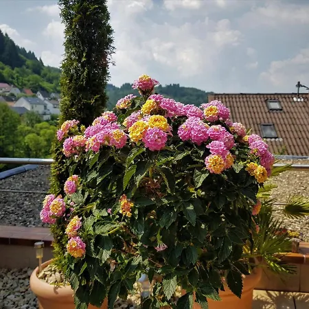 Purper Appartement *