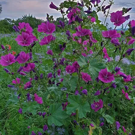 Appartement Purper *