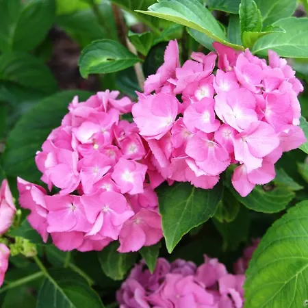 Purper Appartement *